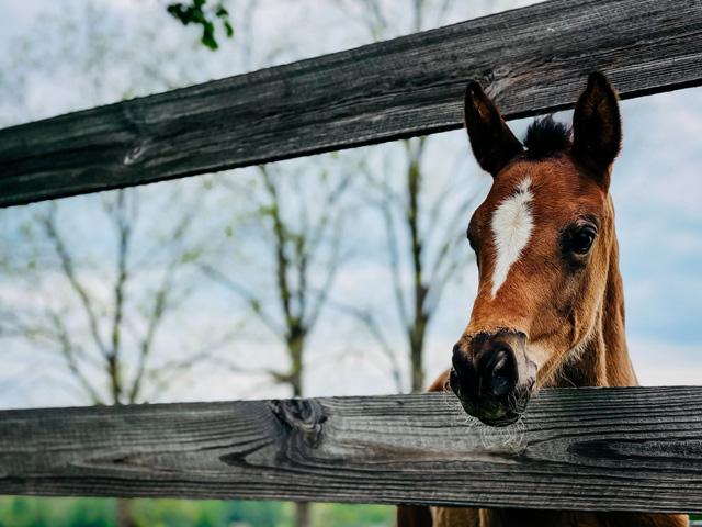 Practicing proper biosecurity and monitoring our horses daily has never been more important as the equine community navigates the EHV-1 outbreak. (DTN photo by EllaMae Reiff)