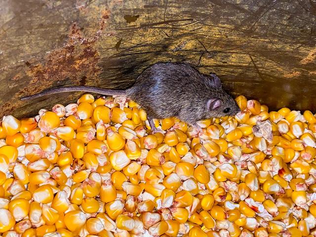 Ask the Mechanic columnist Steve Thompson asked readers how they get rid of wire-damaging mice in their equipment. They had great ideas. (Getty Images photo)