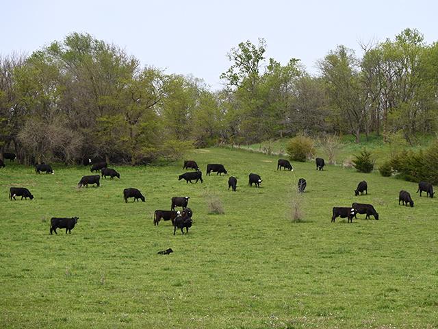 Agricultural officials in Saskatchewan confirm anthrax killed cattle in the north-central part of the province. (DTN/Progressive Farmer photo by Jennifer Carrico)