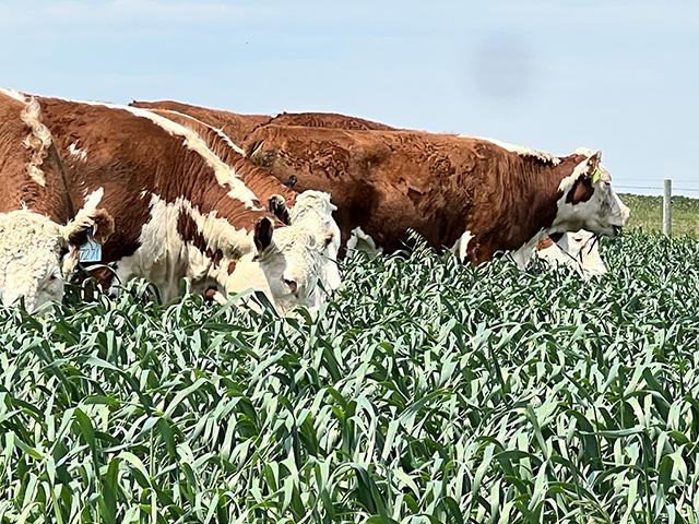 USDA announced $1.5 billion for 92 funding awards under the Regional Conservation Partnership Program. That includes nine projects that highlight grazing management practices such as grazing cover crops. (DTN photo by Chris Clayton) 