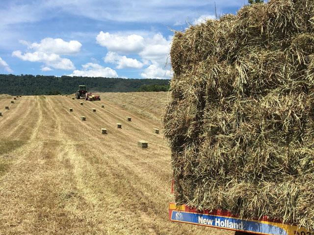 USDA has opened up emergency haying and grazing on Conservation Reserve Program (CRP) acres nationwide. There are some specific rules for producers who wish to participate and donate grazing land. There also are time limits based on primary nesting season rules. (DTN file photo) 