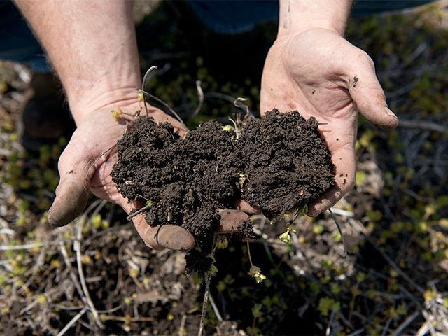 By acting as a living shield and a natural nutrient recycler, cover crops can help prevent erosion, reduce compaction and build organic matter in the soil. The Farmers for Soil Health program can help growers realize those benefits. (DTN photo by Jason Jenkins)