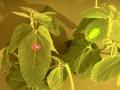 When viewed through a filter, the human eye can see how InnerPlant&#039;s genetically modified soybean plant on the right gives off a different optical signal than the conventional soybean plant on the left. The plant emits this signal when infected with a fungus, allowing detection weeks before disease symptoms can be seen in a field. (DTN photo by Jason Jenkins)