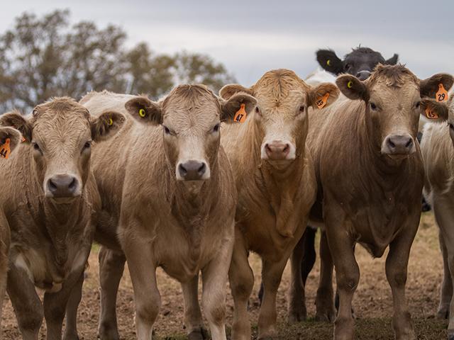 With feedlot managers determined to price cattle higher again this week, the cash cattle market could wait to trade until Friday. (Photo by Rob Mattson/Courtesy of The Samuel Roberts Noble Foundation)
