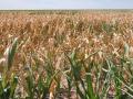 Heat waves that occur with drought are most common in the western United States but have also been noted elsewhere in the contiguous 48 states. (DTN file photo by Chris Clayton)