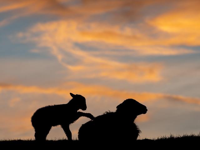 Mothers are often our touchstone no matter where we roam. United Kingdom photographer Wayne Hutchinson brings us a beautiful reminder in a scene that often plays out in the barnyard. (Photo courtesy of Wayne Hutchinson)