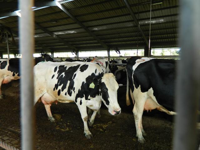 Agriculture has worked in different ways to reduce methane emissions, such as using methane digesters to generate electricity. An agreement reached by China and the U.S. at the climate summit in Scotland calls for using incentives to lower methane emissions in agriculture. (DTN file photo) 