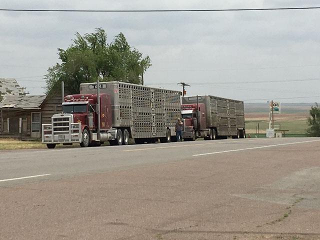 Livestock trucks on the side of the road in Oklahoma. The Federal Motor Carrier Safety Administration on Monday extended a waiver for commercial trucks from the federal Hours of Service regulation. (DTN file photo by Mary Kennedy) 