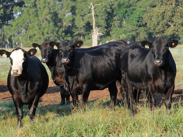 New daily and expanded limits for CME live and feeder cattle contracts could also mean more risk. (DTN file photo by Becky Mills)