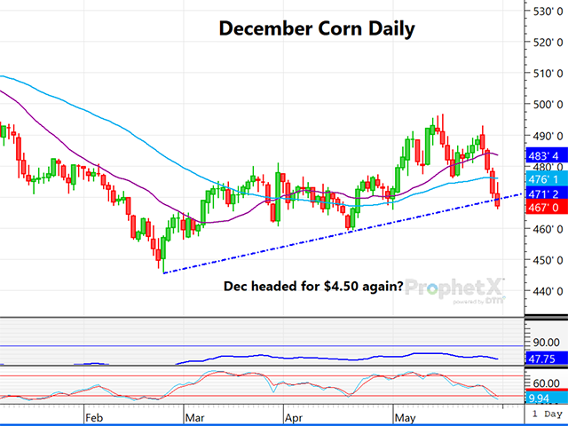 The chart above is a daily chart of December corn, showing four straight lower finishes coming into Monday and falling slightly under a short-term trend line. (DTN ProphetX chart)