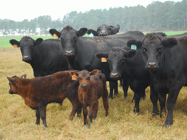 USDA and the Justice Department have opened a new website to report claims of unfair and anticompetitive market practices anonymously. (DTN file photo) 