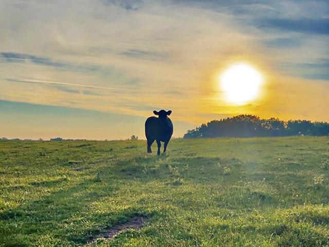 Cattle producers continue to wonder how long the great prices will last, as record highs have been reached. (DTN/Progressive Farmer photo by Jennifer Carrico)