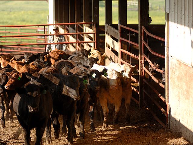 With supplies of feeder cattle thin, prices on this week&#039;s online video auction are expected to be red hot. (DTN file photo)