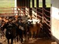 With supplies of feeder cattle thin, prices on this week&#039;s online video auction are expected to be red hot. (DTN file photo)