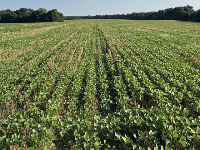 Double-crop soybeans in northeast Missouri on Aug. 8. Farmer said these soybeans may be the best-looking double-crop soybeans he has ever grown. (Photo courtesy of Gavin Spoor)