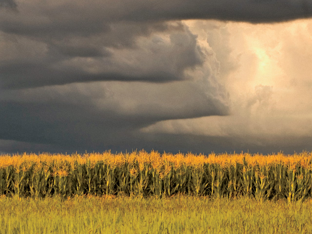 It seems traders, particularly in corn and beans, may finally be turning their attention back to the weather and away from government reports, according to DTN Senior Analyst Darin Newsom. (DTN/The Progressive Farmer file photo)