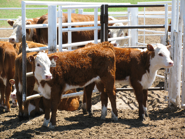 Livestock haulers are among those who have asked the FMCSA for flexibility from certain provisions of current hours of service rules for the safe transport of livestock. (Photo by Victoria G. Myers)