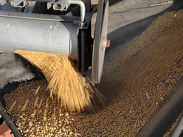 Soybean seed size is running about 200 to 400 seeds less per pound than in a normal year. (DTN photo by Pamela Smith)