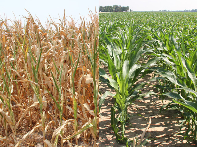 The picture on the left, taken on July 8, 2012, shows a crop far along in the stages of dry down due to a combination of early planting and extreme drought. A year later (right) the field photographed on July 10, 2013, tells a drastically different tale. (DTN photos by Pamela Smith)