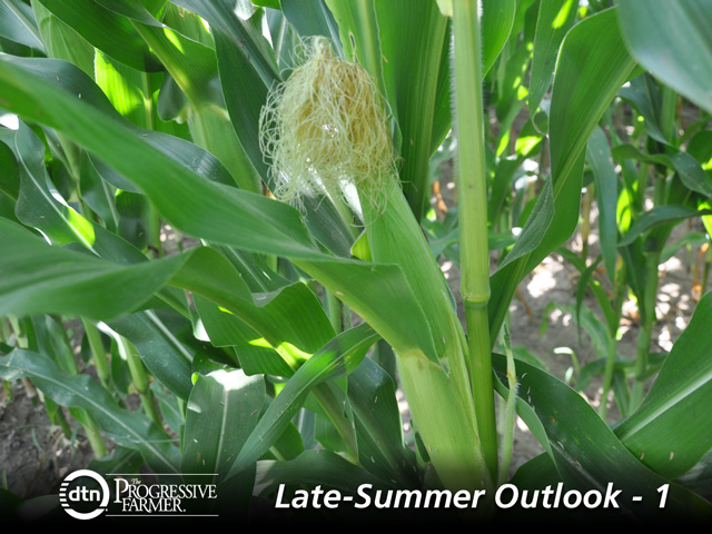 The August weather outlook suggests a continued favorable scenario for corn filling after later-than-usual pollination. (DTN photo by Katie Micik)