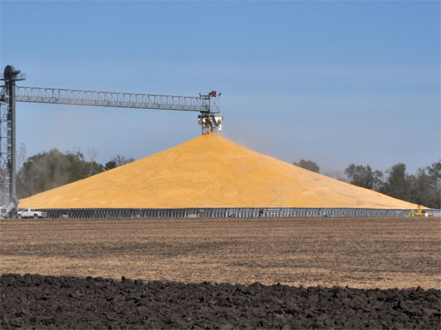 A ground pile of corn may become a new fixture in the Midwest if rail backlogs continue. (DTN photo by Nick Scalise)