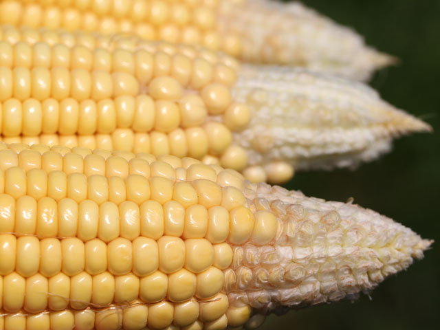 Ear tip back is likely with continued dryness in Midwest corn fields. Some hybrids tip back naturally under high populations, but this year kernel abortion is the more likely reason. (DTN photo by Pamela Smith)