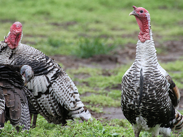 A flock of wild turkeys along the roadway is reason enough to give thanks. (DTN photo by Pamela Smith)
