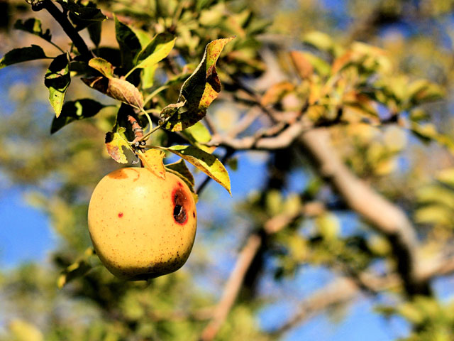 English teachers might be the only ones to appreciate how important the definition of a single word -- "resistance" -- has become for the agricultural industry in the past decade. (By Phil Roeder (CC BY 2.0))