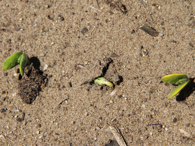Some soybean stands have been ragged in appearance this year, but specialists say to evaluate stands before replanting. (DTN photo by Pamela Smith