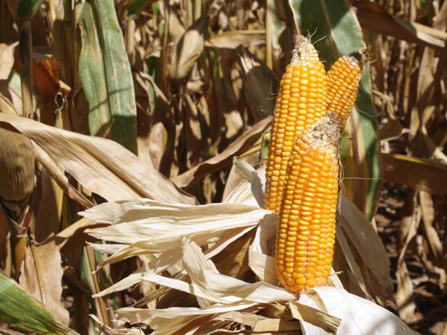 In Brazil, ethanol is made out of sugar cane. But increasing the use of corn as a fuel feedstock could be a wise move. (DTN photo by Alastair Stewart)