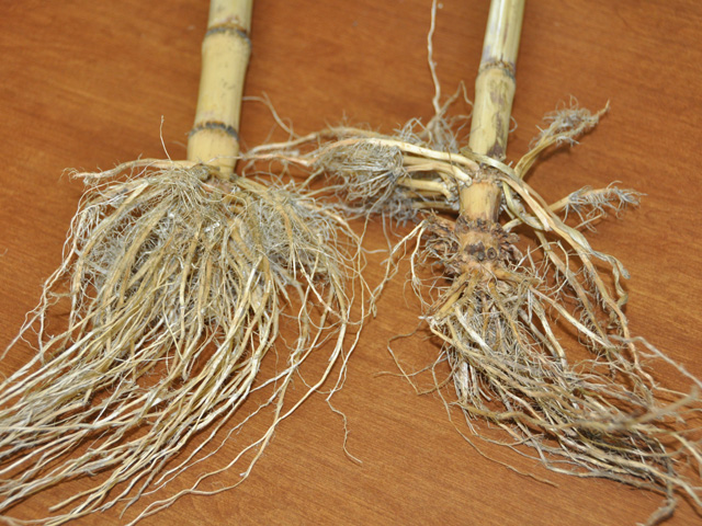 Don&#039;t wait for the official word on Bt-resistance to dig roots and react to significant root pruning on Bt-hybrids, shown on the right. (DTN photo by Emily Unglesbee)