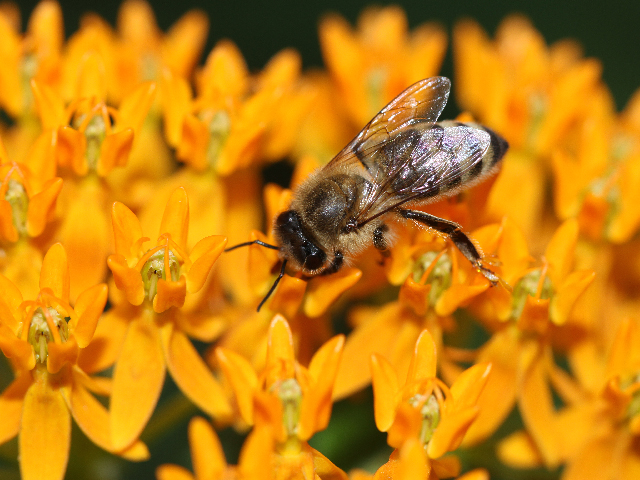 Seed treatments are under scrutiny for their suspected role in issues of pollinator health. (DTN photo by Pam Smith)