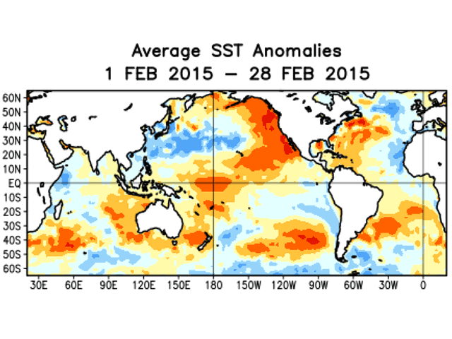 Pacific Ocean sea surface temperatures are indeed above normal in the central ocean, but show a slight cooling trend in the eastern half. (NOAA graphic)