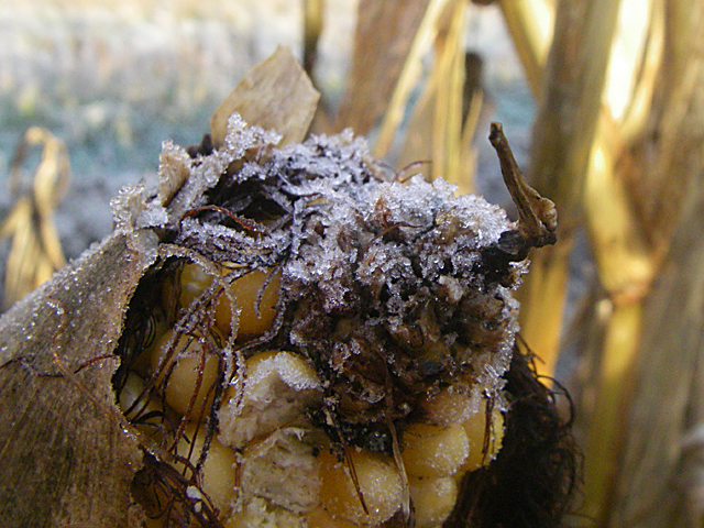 Brush up on how exactly cold temperatures -- from a light frost to a killing freeze -- affect immature corn and soybeans in the field. (DTN photo by Scott Kemper)