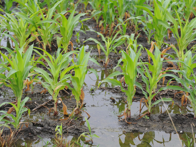 This late-planted and very wet field in Indiana is typical of many this season where the rains have just kept coming. (DTN photo by Pamela Smith) 