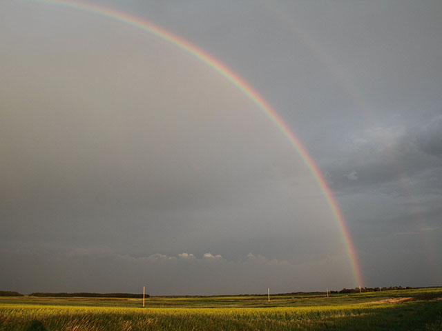 Large sections of Alberta and portions of Saskatchewan saw at least moderate rainfall and in some cases heavy rainfall in the last week. (DTN photo by Elaine Shein)