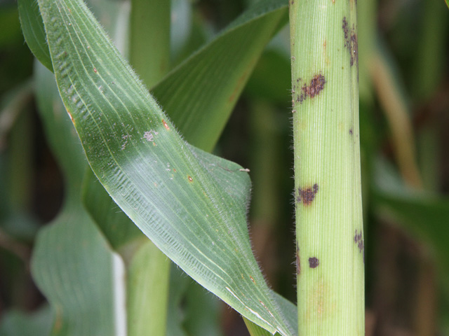 Some stalks are turning up with polka dots and other interesting symptoms this season after the prolonged wet weather earlier in the year. Some are economic problems and others are not. (DTN photo by Pamela Smith) 