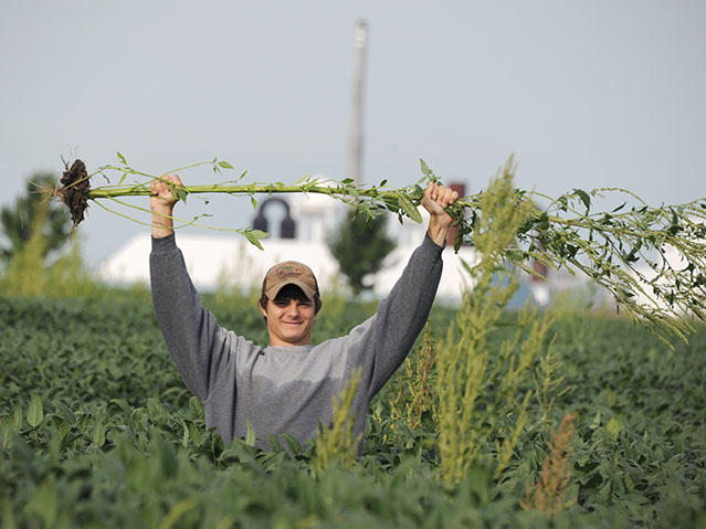 Bean walker Ziak Ireland celebrates his victory over a whopper waterhemp plant found in a soybean field near Mt. Zion, Illinois. (DTN photo by Pamela Smith)