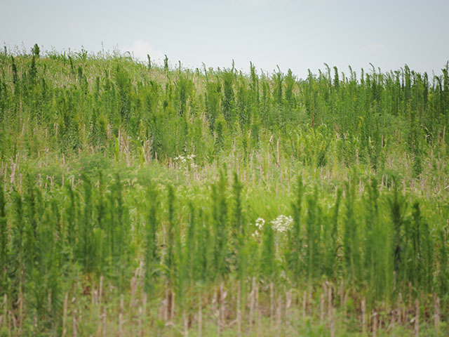 Attempts to burndown this marestail on prevented planted acres didn&#039;t work very well in Missouri fields last summer. Those fields need tended before the 2016 planting season. (DTN photo by Pamela Smith)