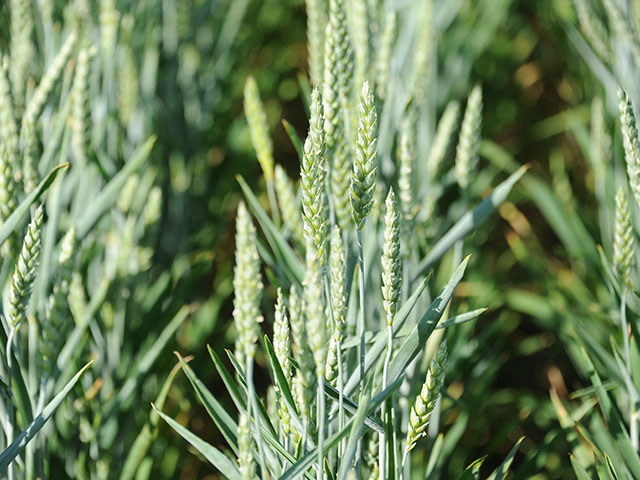 A new national wheat contest is being designed to push wheat yields to new levels. (DTN photo by Pamela Smith)