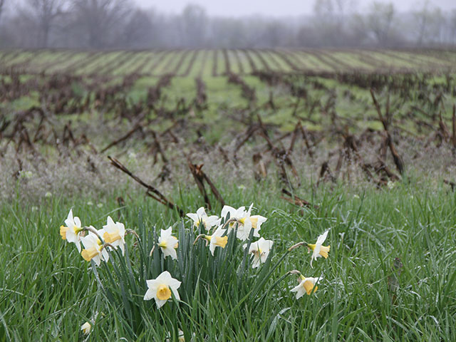 Early warm up got winter annual weeds excited, but the cool temperatures that followed are making it tough to get on burndown treatments. (DTN photo by Pamela Smith)