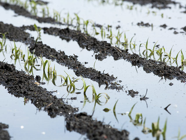 April and May rains mean early corn in parts or the Midwest is getting its feet wet and soybean planting is delayed. (Photo by David L. Hansen)