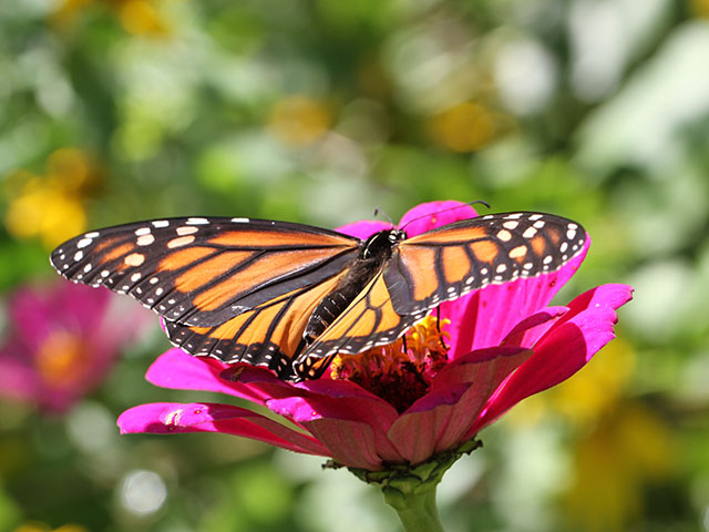 Monarch larvae feed exclusively on milkweed before developing into magnificent butterflies that grace our gardens and pollinate plants. (DTN photo by Pamela Smith)