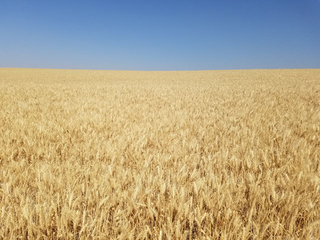 This soft white winter wheat field is located near Lewiston, Idaho. (Photo courtesy of Joseph Anderson)