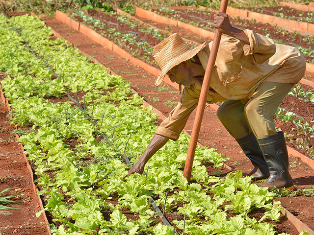 Cuban farmers, like American farmers, can only speculate on what lies ahead for trade relations between the two countries. (DTN/The Progressive Farmer photo by Jim Patrico)