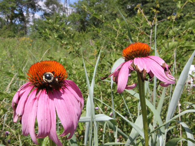 Farmers need to scout pollinator plots to make sure they feature flowers that attract bees and other beneficial insects instead of pesky weeds like Palmer amaranth. (DTN photo by Pamela Smith)