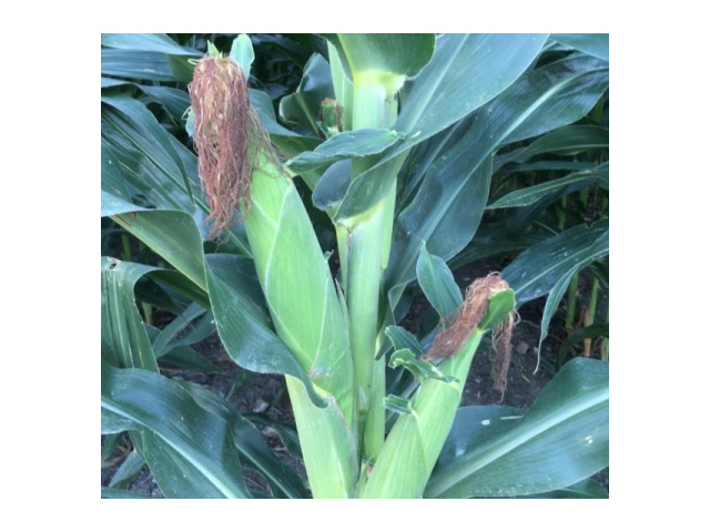 Forecast conditions offer a beneficial temperature and rainfall combination for filling corn and soybeans in the pod-set and fill stages during the next week. (DTN photo by Bryce Anderson)