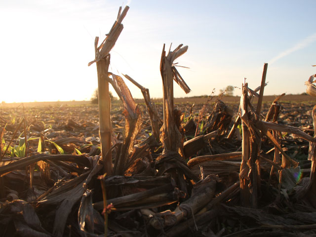 For only the sixth time since the mid-1990s, U.S. corn harvest is less than three-quarters complete by Nov. 5. (DTN photo by Pam Smith)