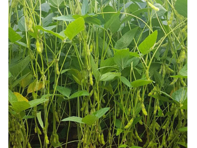 Pod fill is well-established in south-central Brazil with the help of consistent rainfall. (Photo courtesy SL&amp;E Farm/Fazenda)