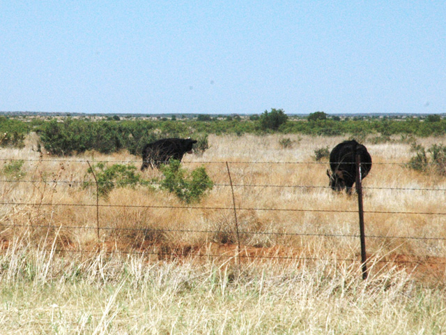 Cattle in the southwestern Plains may find limited green pasture this spring and summer, with extreme to exceptional drought conditions in place. (Photo by Kay Ledbetter)